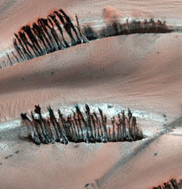 trees on mars explanation